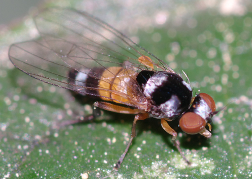 Callomyia amoena  (Platypezidae)